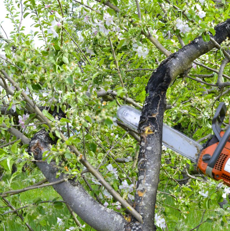 Apple Tree Removal in Allentown, PA