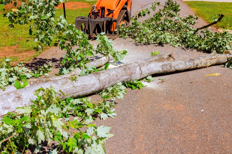 Apple Tree Removal in Allentown, PA