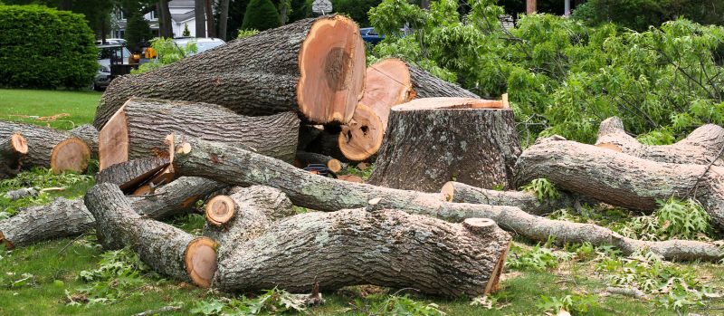Birch Tree Removal in Pottstown, PA