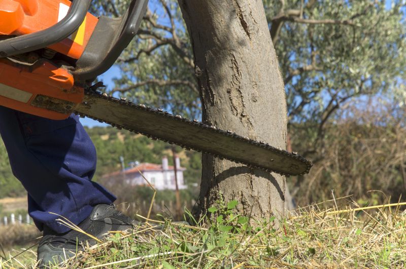 Birch Tree Removal in Pottstown, PA