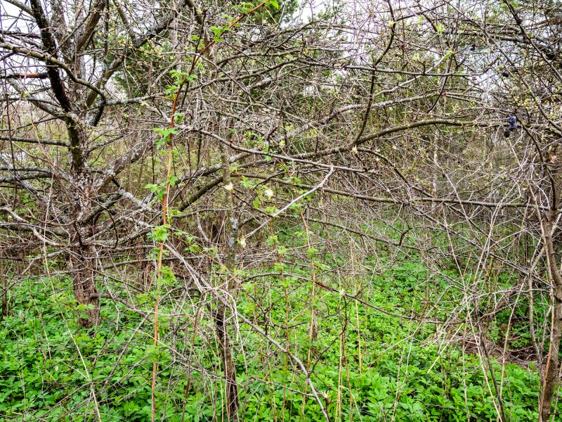 Summer Overgrowth Management