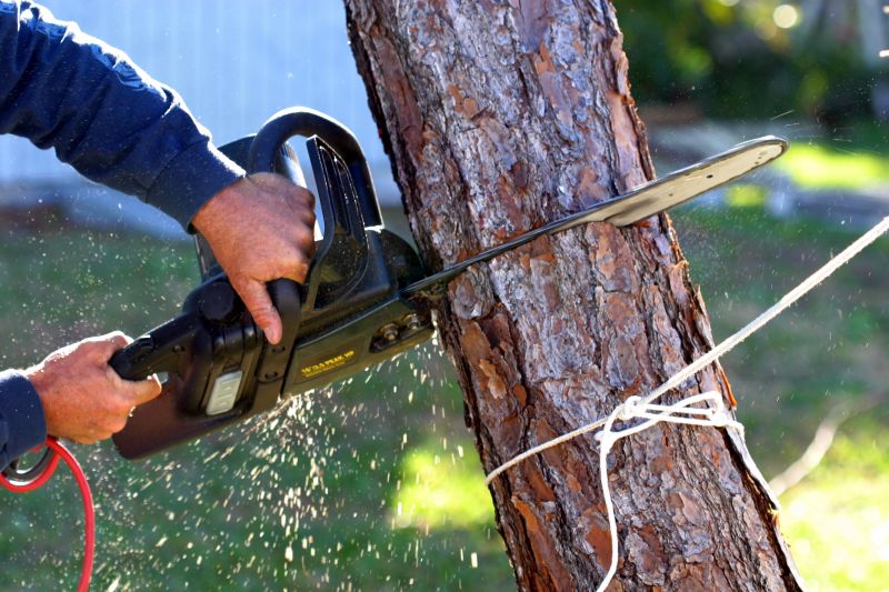 Spruce Tree Removal in Allentown, PA