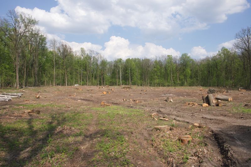 Trees Clearing in Gwinnett County, GA
