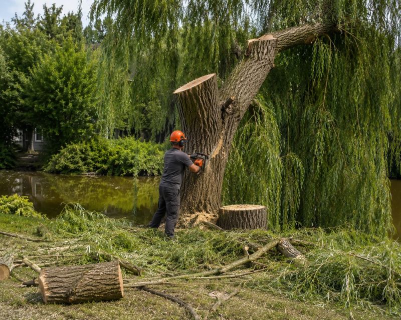 Willow Tree Removal in Doylestown, PA