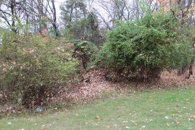 Shrub and Bush Removal