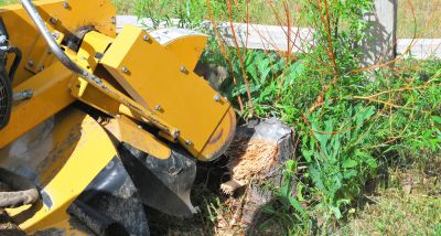 Small Tree Removal