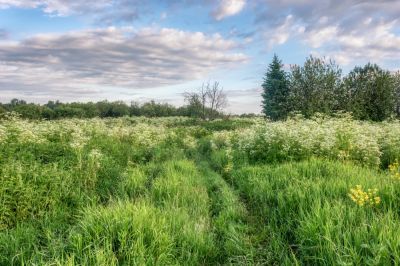 Tall Grass Cutting