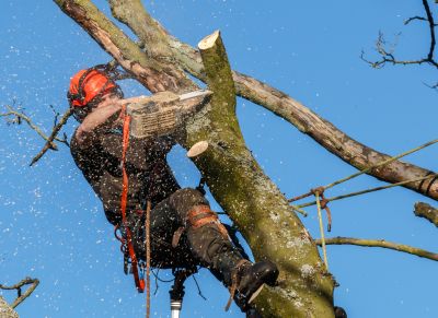 Brush Cutting Services Listing